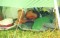 thm_wh98_sleepy.jpg